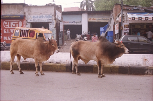 Vaches sacrees Udaipur.jpg